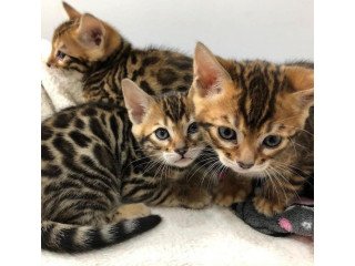 Bengal kitten available for sale