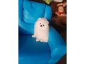 cute-pomeranian-puppies-available-for-rehoming-small-0