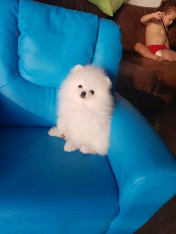 cute-pomeranian-puppies-available-for-rehoming-big-0