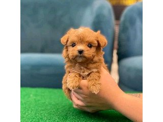 Awesome Toy Poodle puppies
