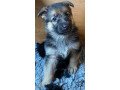 quality-german-shepherd-pups-for-sale-small-1