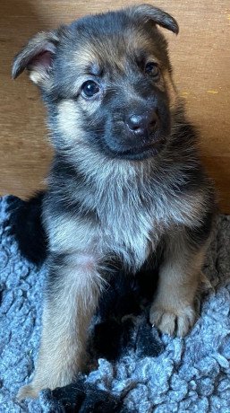 quality-german-shepherd-pups-for-sale-big-1