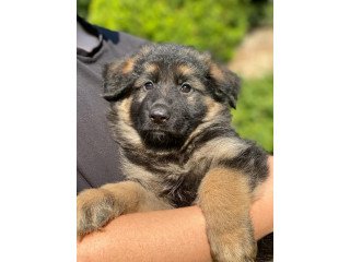 Quality German Shepherd pups for sale