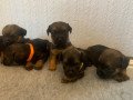 border-terrier-puppies-small-0