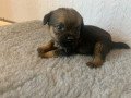 border-terrier-puppies-small-1