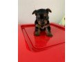 yorkshire-terrier-puppies-small-1