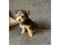 yorkshire-terrier-puppies-small-0