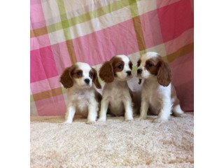 Cavalier King Charles Puppies  for Sale