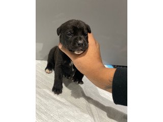 Beautiful Cane Corso puppies for sale