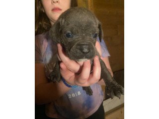 Beautiful Cane Corso puppies for sale