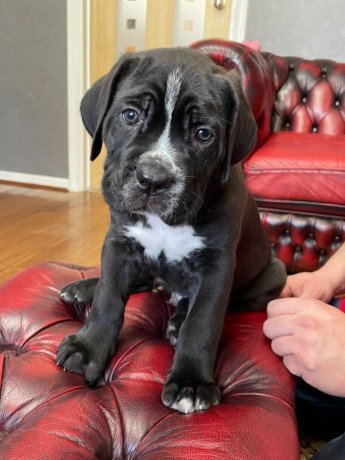 beautiful-cane-corso-puppies-for-sale-big-0