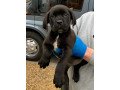 beautiful-cane-corso-puppies-for-sale-small-0