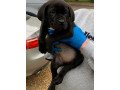 beautiful-cane-corso-puppies-for-sale-small-1
