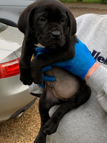 beautiful-cane-corso-puppies-for-sale-big-1