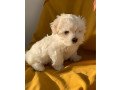 home-raised-maltese-puppies-small-1