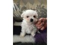 home-raised-maltese-puppies-small-0