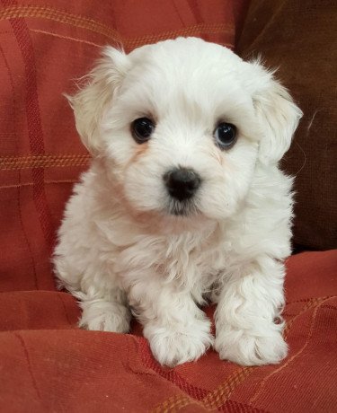 home-raised-maltese-puppies-big-1