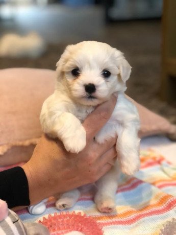 home-raised-maltese-puppies-big-0