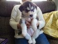 pedigree-siberian-husky-puppies-small-0