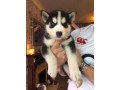 pedigree-siberian-husky-puppies-small-1