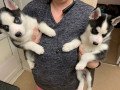 pedigree-siberian-husky-puppies-small-1