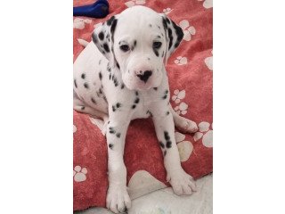 Beautiful  Dalmatian puppies for sale