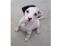 beautiful-dalmatian-puppies-for-sale-small-0