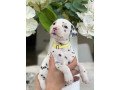 beautiful-dalmatian-puppies-for-sale-small-1