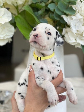 beautiful-dalmatian-puppies-for-sale-big-1
