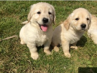 Golden Retriever Puppies Sale