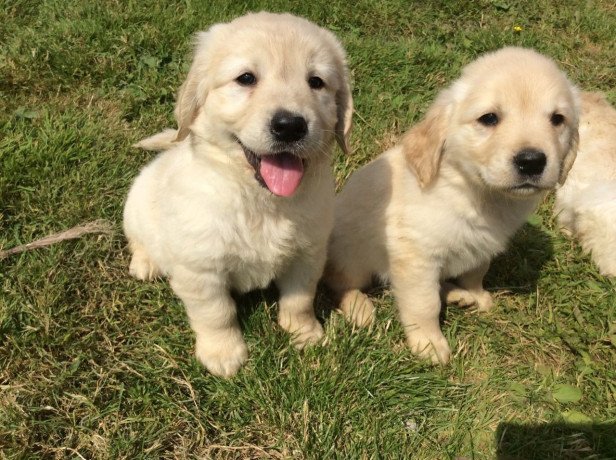 golden-retriever-puppies-sale-big-0