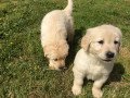 golden-retriever-puppies-sale-small-1