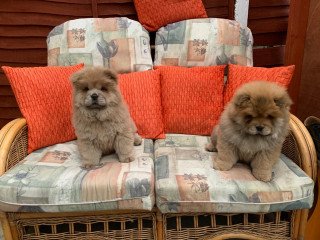 Chow Chow Male And Female For Sale.