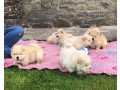 chow-chow-male-and-female-for-sale-small-0