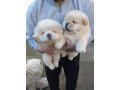 chow-chow-male-and-female-for-sale-small-1