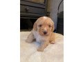 labradoodle-puppies-available-small-1