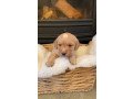 labradoodle-puppies-available-small-0
