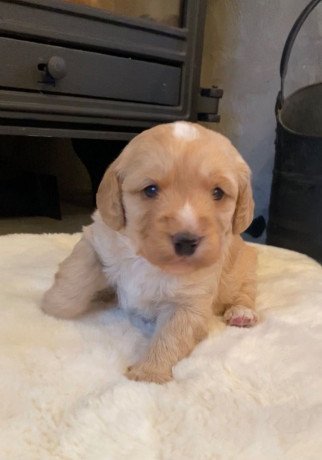 labradoodle-puppies-available-big-1