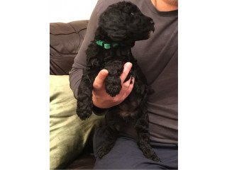 Labradoodle puppies available