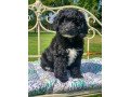 labradoodle-puppies-available-small-1