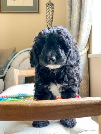 labradoodle-puppies-available-big-0
