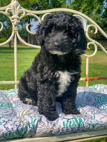 labradoodle-puppies-available-big-1