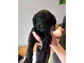 labradoodle-puppies-available-small-0