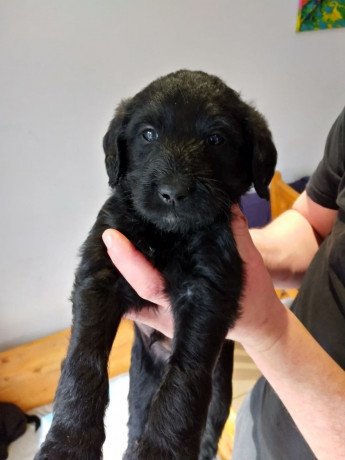 labradoodle-puppies-available-big-0
