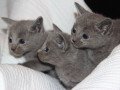 russian-blue-kittens-for-sale-small-0