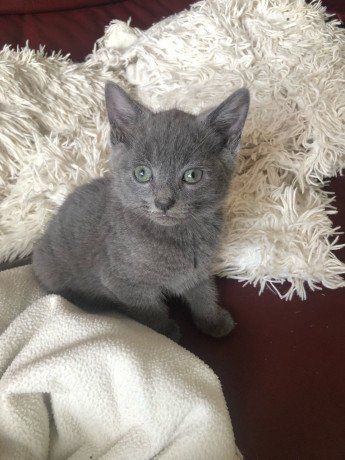 russian-blue-kittens-for-sale-big-1