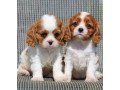 playful-cavalier-king-charles-spaniel-for-sale-small-0