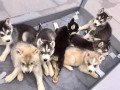 cute-and-adorable-siberian-husky-puppies-for-rehoming-small-0