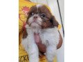 awesome-shih-tzu-puppies-available-for-sale-small-1