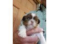 awesome-shih-tzu-puppies-available-for-sale-small-0